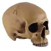 Antiker Totenschädel Ohne Unterkiefer 19cm -Grusel Dekor Geschaft antiker totenkopf ohne unterkiefer antiker totenschaedel ohne unterkiefer gothic deko 53262 01