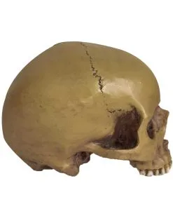Antiker Totenschädel Ohne Unterkiefer 19cm -Grusel Dekor Geschaft antiker totenkopf ohne unterkiefer antiker totenschaedel ohne unterkiefer gothic deko 53262 03
