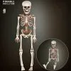 Bewegliches Skelett Gerippe 40cm 2 Bewegliches Skelett Gerippe 40cm -Grusel Dekor Geschaft bewegliches skelett 40cm posable skeleton 40cm halloween deko skelett deko 52010 01