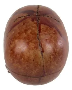 Blutiger Skull Mit Beweglichem Kiefer -Grusel Dekor Geschaft blutiger totenkopf mit beweglichem kiefer halloween skelett dekoration totenschaedel blutig 28818 3