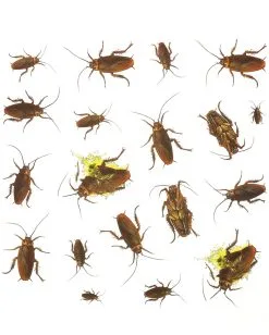 20er Pack Kakerlaken Aufkleber