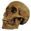 Realistischer Totenschädel Polyresin -Grusel Dekor Geschaft realistischer totenkopf realistischer totenschaedel realistic skull halloween dekoration 17599
