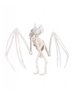 Fledermaus Skelett Deko 27cm 5 Fledermaus Skelett Deko 27cm -Grusel Dekor Geschaft skelett fledermaus 27cm fledermaus dekoration knochengerippe halloween deko skeleton bat 31153 02